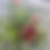 Thumbnail: Combo Pack #1 (6 Plants Total)