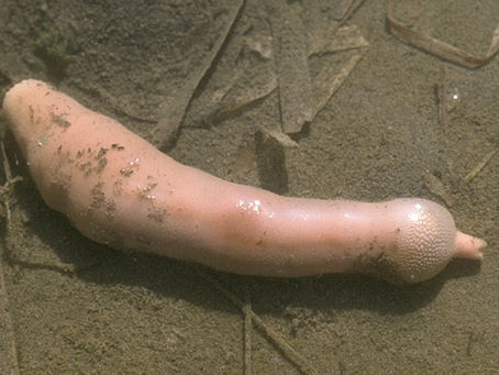 penis fish