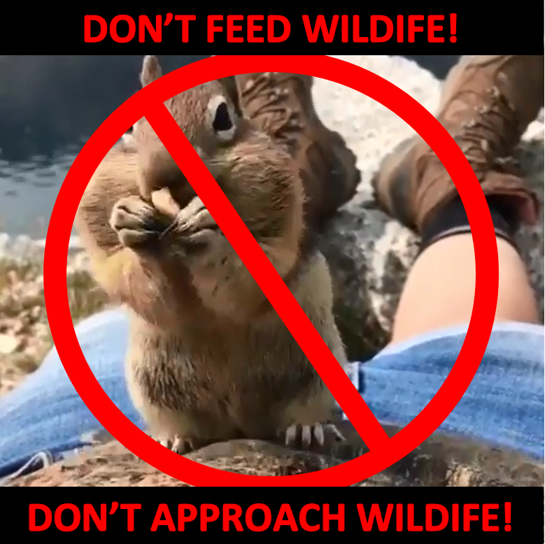Why Approaching/Feeding Wildlife is Not Ok