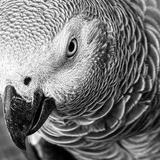 African Grey Parrot