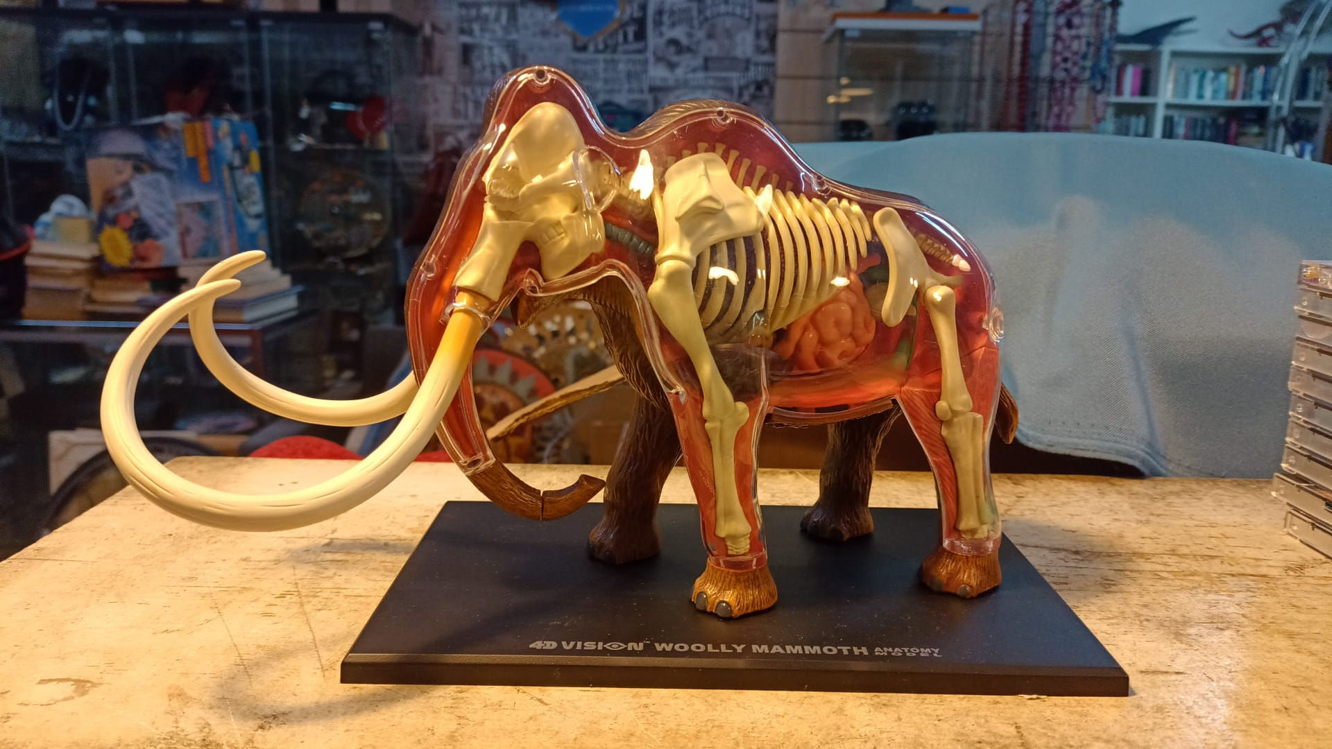 Modello Anatomico MAMMOTH 4D VISION