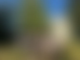 Vorstand und Aufsichtsrat vor dem Jubiäumsbaum im Sparkassengarten