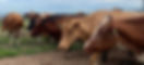 COWS.jpeg