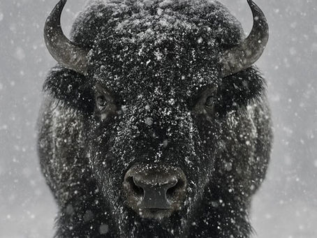 Are You A Bison or A Cow