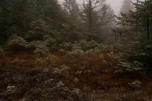 Foret Brume Vosges France