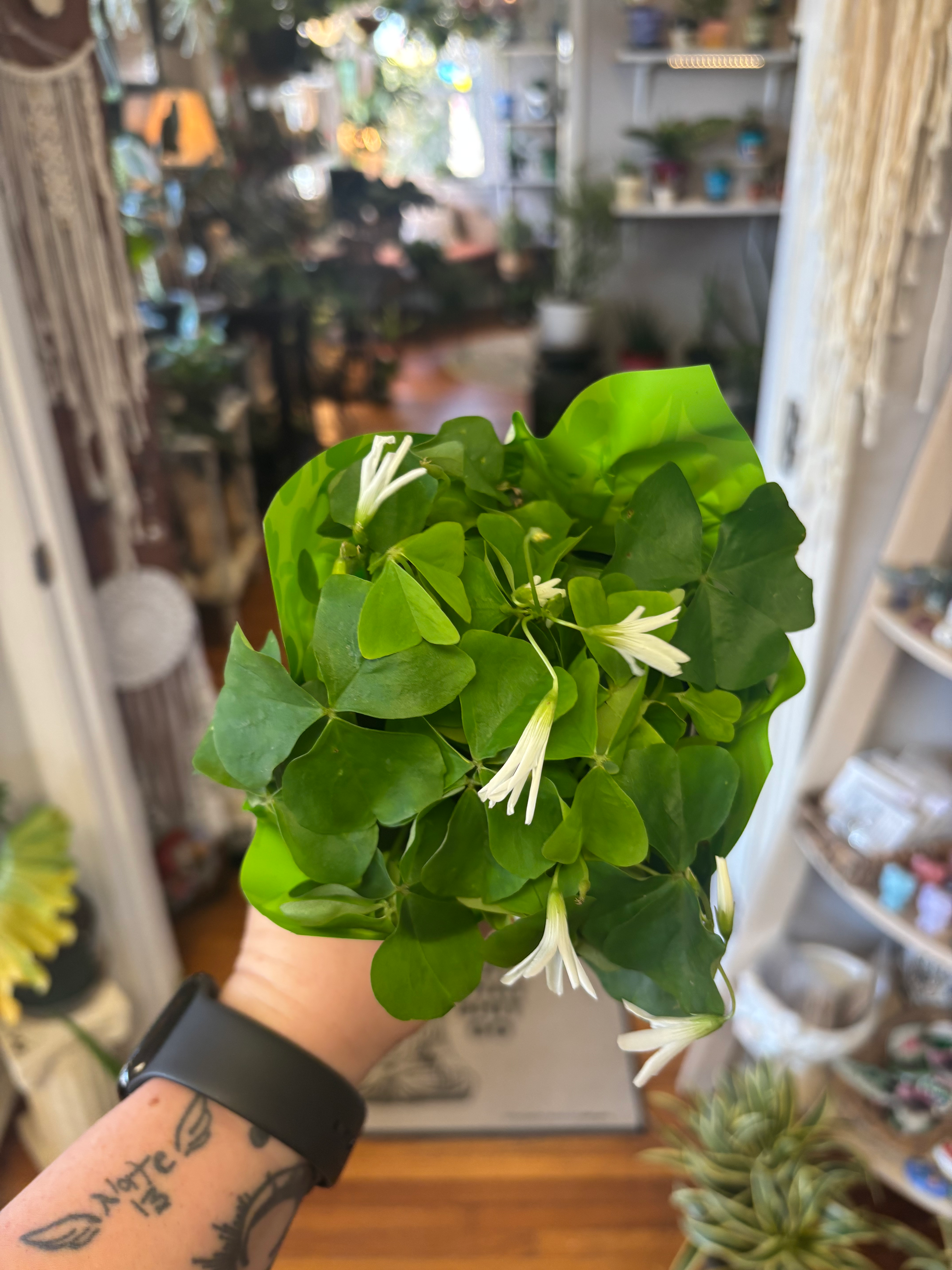 Oxalis - False Shamrock - Green