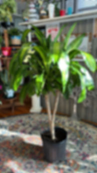 Dracanea Fragrans - Corn Plant