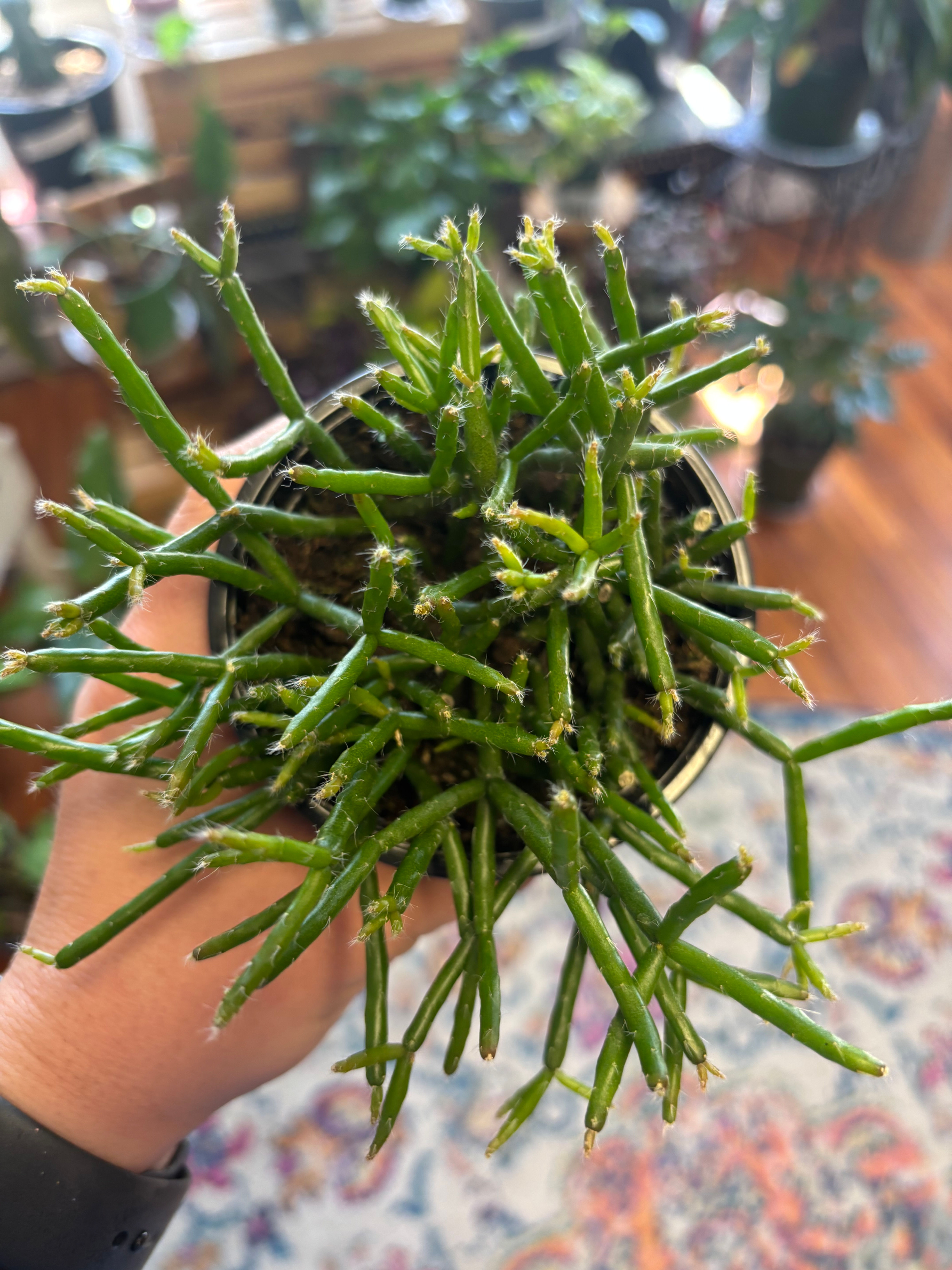 Rhipsalis - Mistletoe Cactus