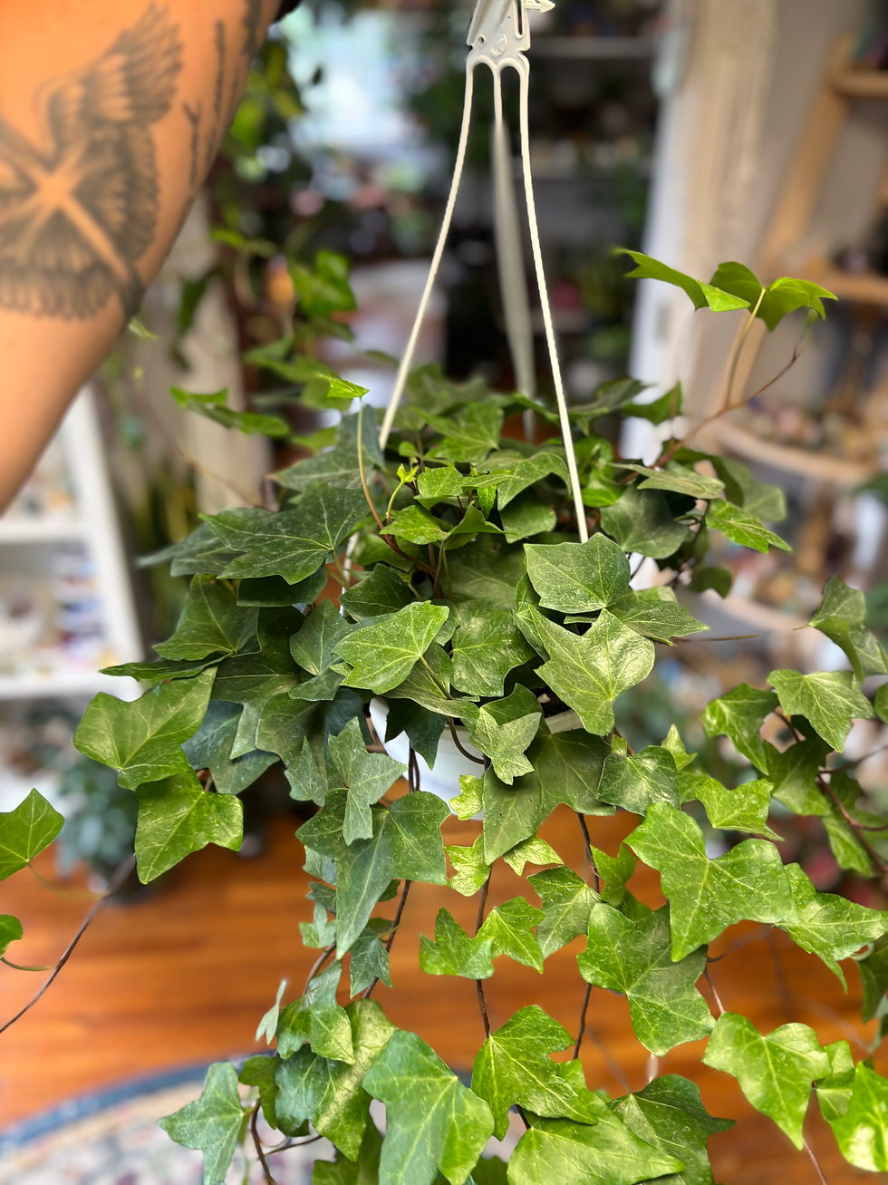 English Ivy (Hedera Helix) - Hanging Basket