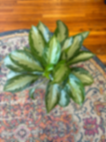 Aglaonema Silver Bay