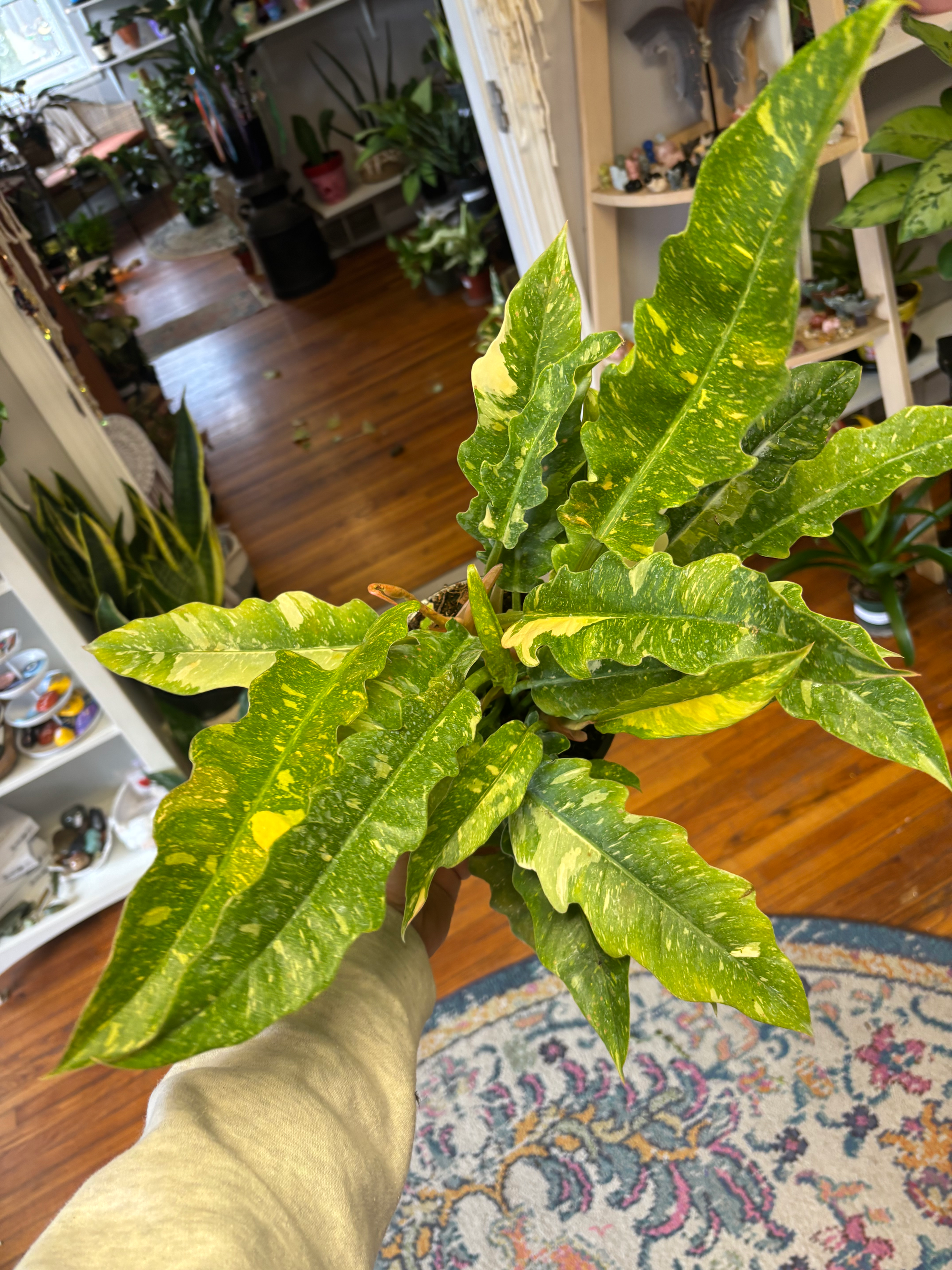 Philodendron Ring of Fire