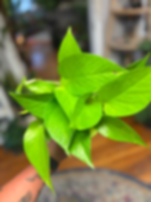 Neon Pothos (Epipremnum aureum 'Neon')