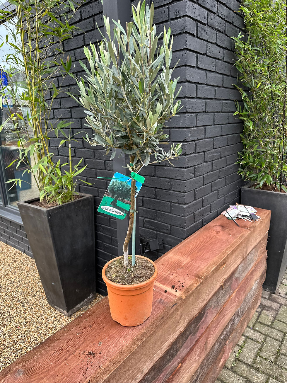 Thumbnail: OLIVE TREE