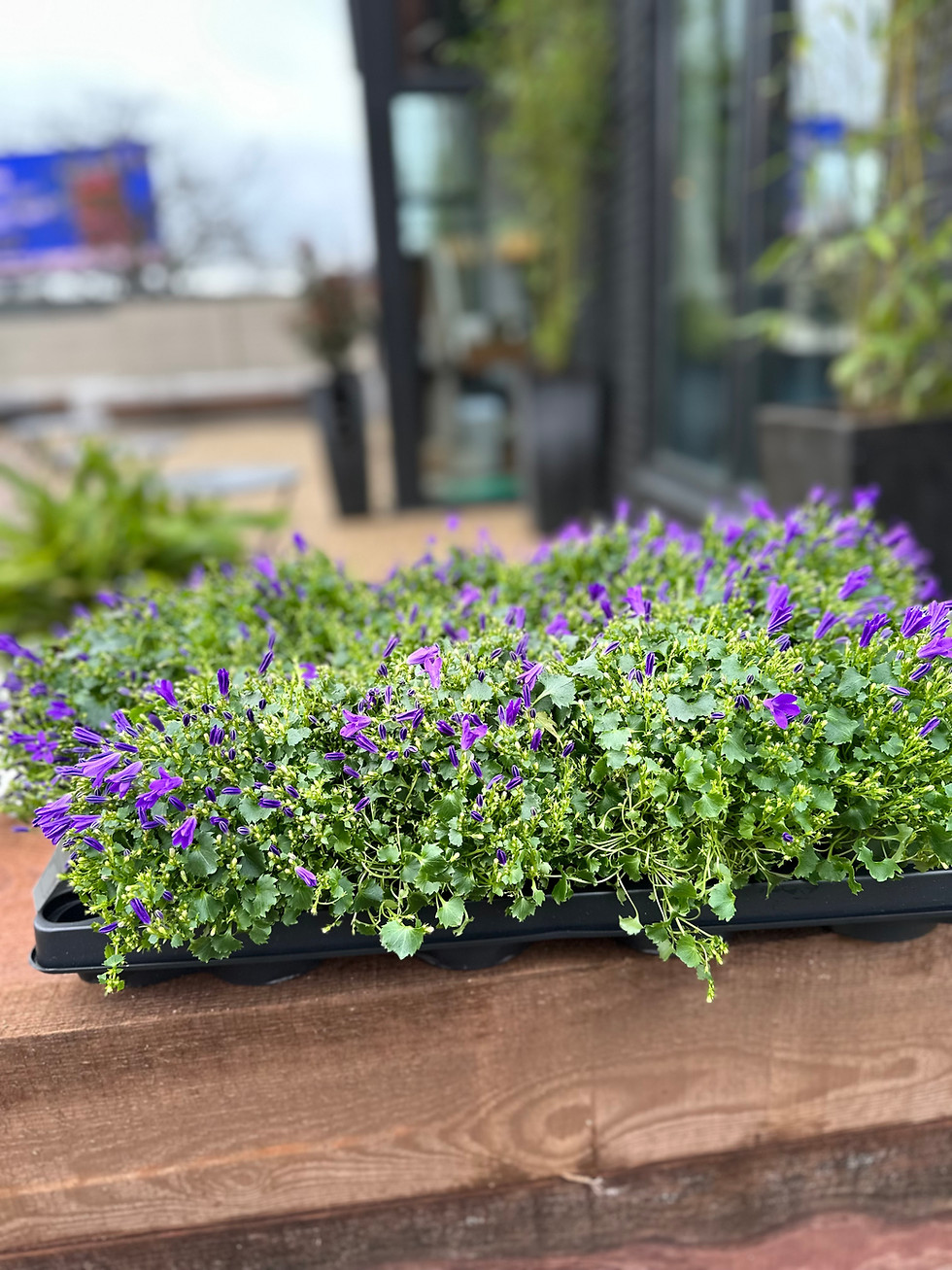 Thumbnail: CAMPANULA BLUE TRAY 8