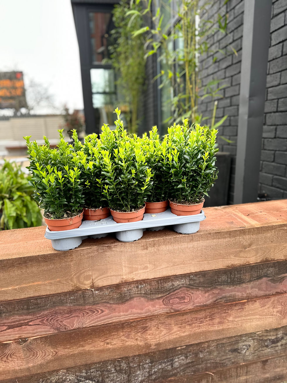 Thumbnail: EUONYMUS TRAY OF 8