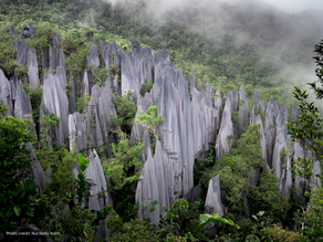 Amazing Mulu Pinnacles Tour (4D3N)