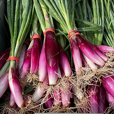 tropea-onions_sq.png