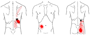 iliocostal official.png