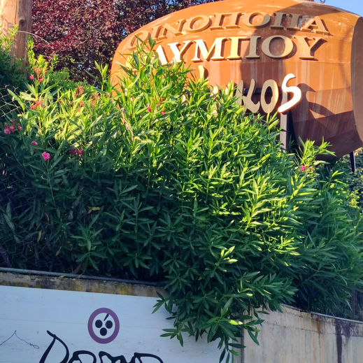 VAGABOND VINES & VIRTUE