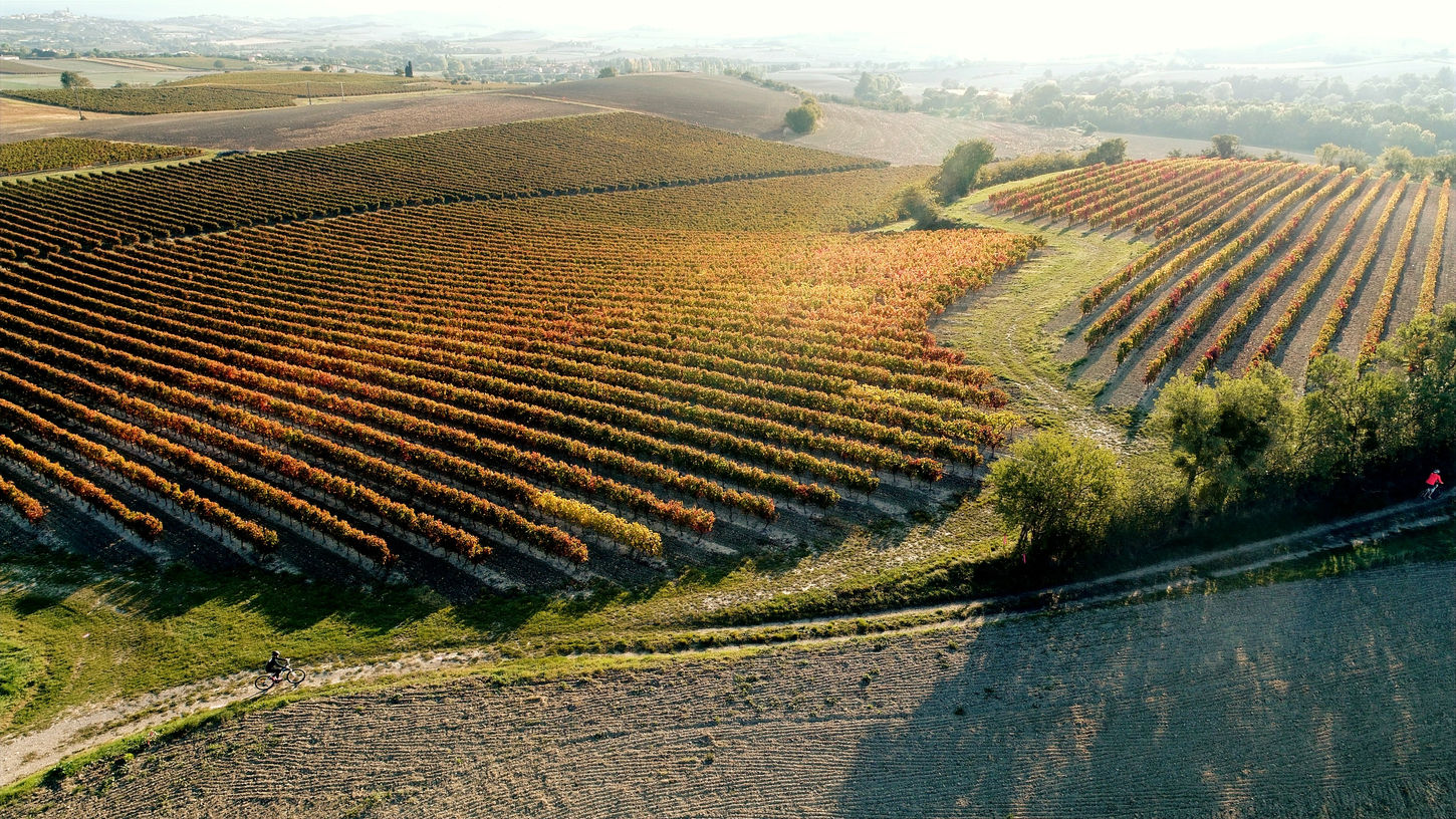 Vignobles