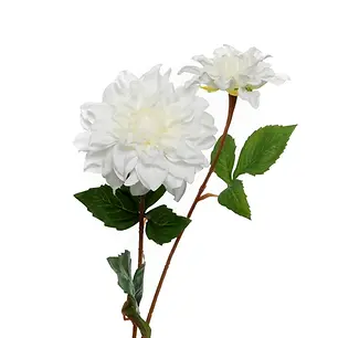 white dahlia.webp
