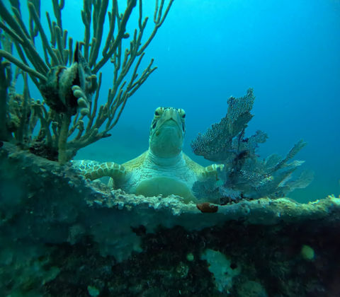 Scuba drift dive training at Flower Gardens Reef West Palm Beach Florida