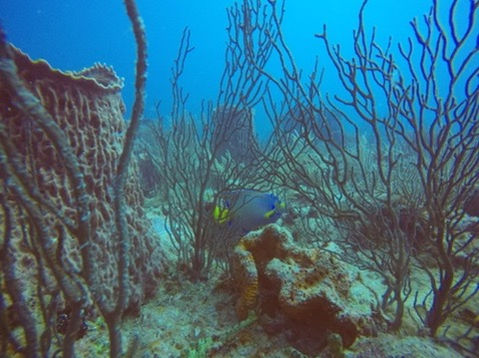 Scuba drift dive training at Breakers Reef West Palm Beach Florida