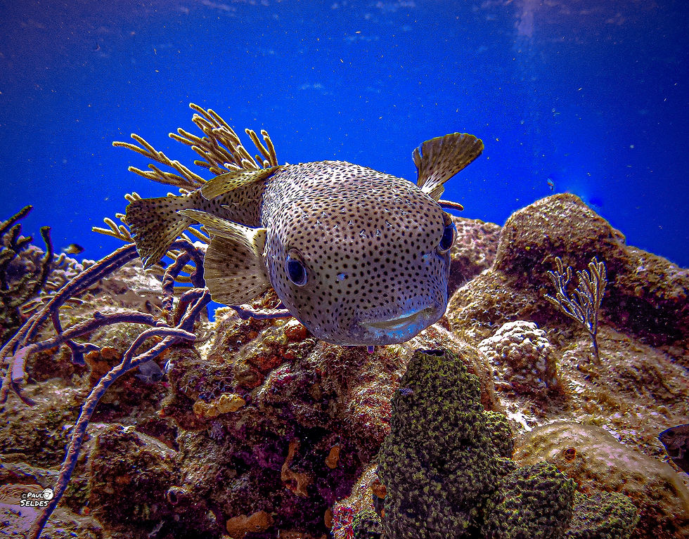 A puffer fish up close in crystal clear winter waters.