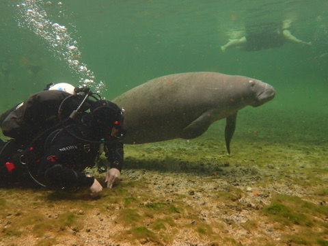 🤿Blue Springs Drift Dive — Intro to Drift Diving & Manatee Encounter