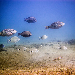 Tropical fish at Blue Heron Bridge Dive Site