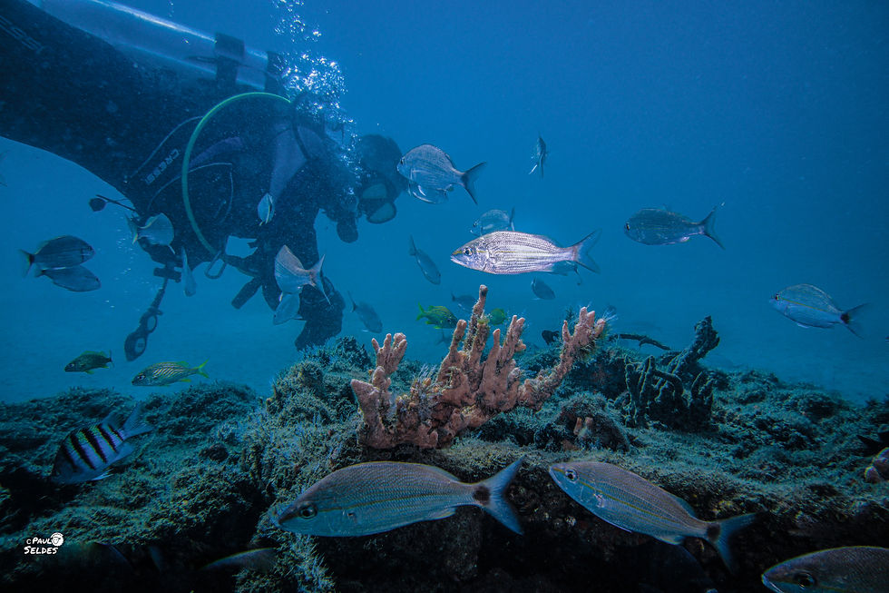Diver admiring corals at Blue Heron Bridge in Riviera Beach, Florida.