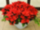 Poinsettia