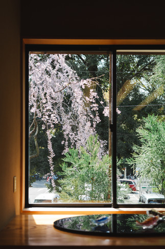 一の家の個室から見える桜