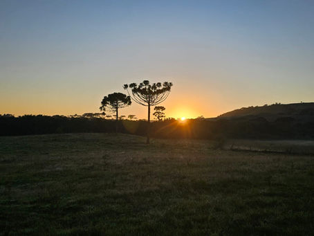 Arucária beim Sonnenaufgang