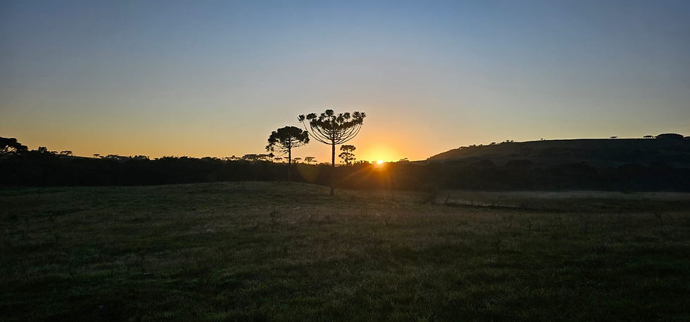 Arucária im Sonnenaufgang