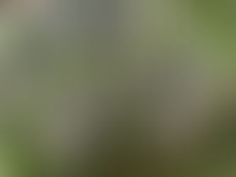 🧠🌿 Alecrim para o Cérebro: O que a Ciência Diz sobre Memória, Concentração e Bem-Estar Mental