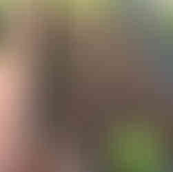 Horta Elevada plantado