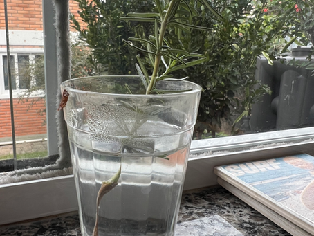 ✂️🌿 Como Fazer Mudas de Alecrim: Passo a Passo para Multiplicar sua Planta em Casa