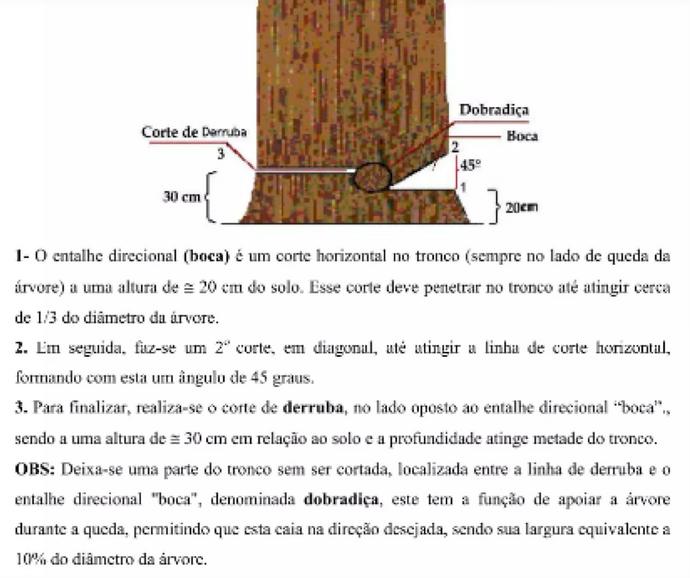 Explicação da técnica de corte com um pequeno diagrama de um tronco e o ângulo de corte com os 3 cortes