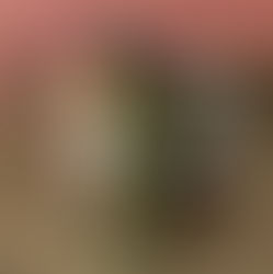 🍵 Chá de Alecrim: Benefícios Comprovados e Como Fazer