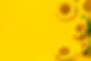 Beautiful fresh sunflowers with leaves on stalk on bright yellow background. Flat lay, top