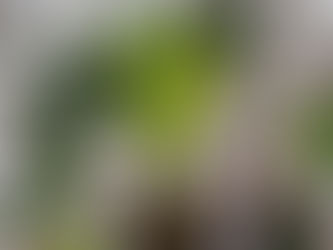 モンステラも元気に成長中です🌿