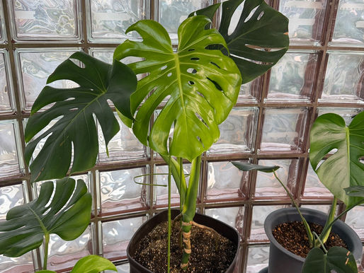 モンステラも元気に成長中です🌿