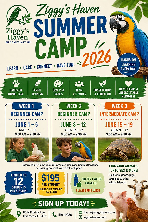 2026 Camp Flyer.jpg