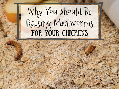 Why You Should Be Raising Mealworms for Your Chickens