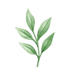 Leaf Icon.png