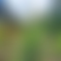 How to Make Mullein Tincture & Why You Should