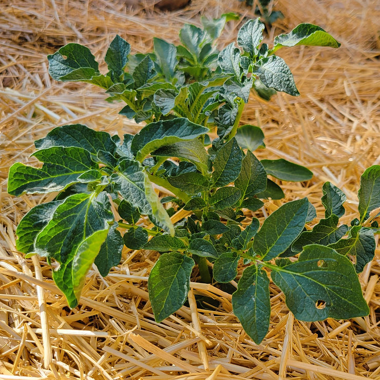 Planting No Dig Potatoes