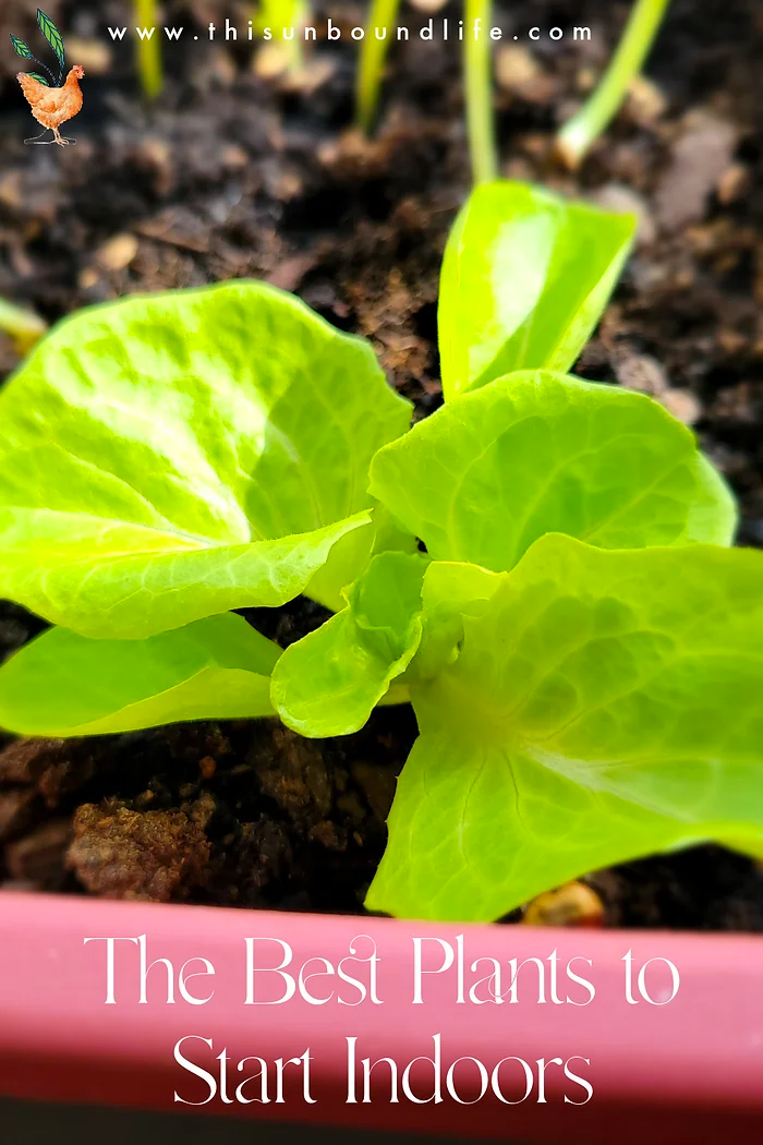 The Best Plants to Start Indoors