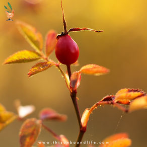 Our 5 Favorite Herbal Recipes for Fall